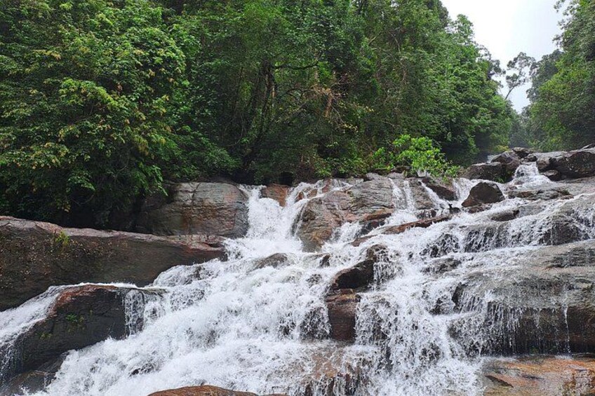 Kanneliya Rain Forest Tour 5