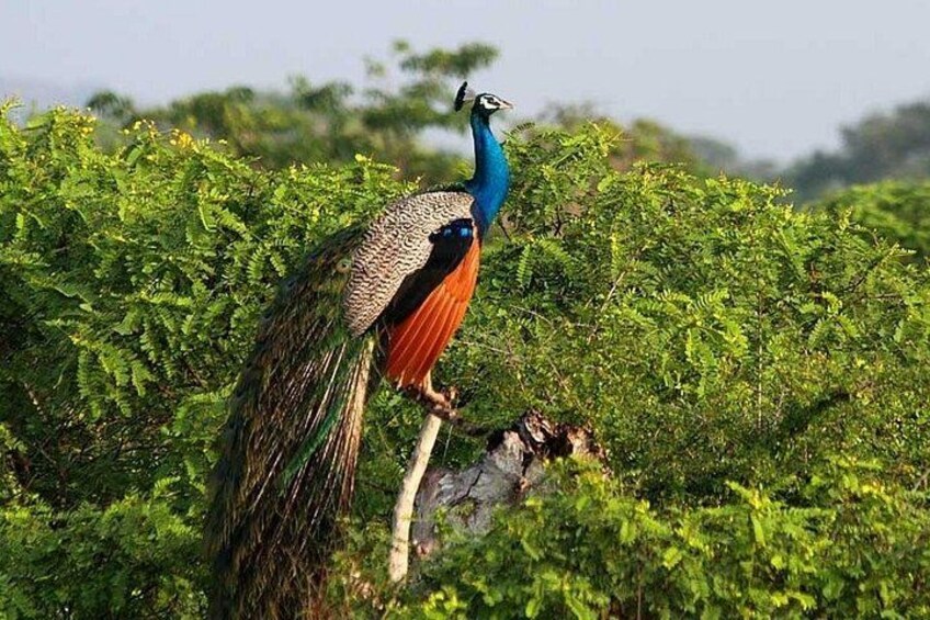 Yala Safari From Arugam Bay & Transfer to Other Locations 3