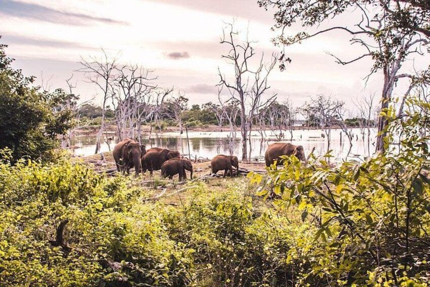 Yala Safari From Arugam Bay & Transfer to Other Locations 5