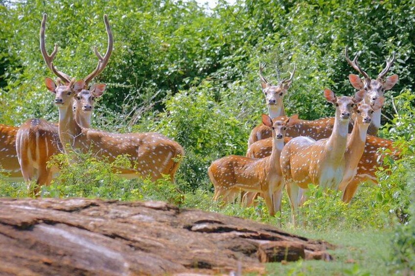 Yala Safari From Arugam Bay & Transfer to Other Locations 4