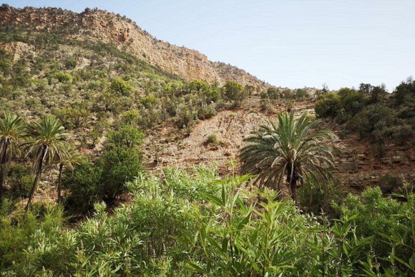 Een bergachtig landschap met schaarse begroeiing, waaronder palmbomen en struiken. 2