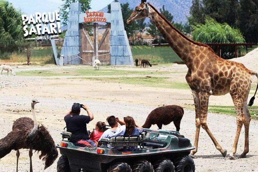 A safari park with a giraffe, ostriches, and a Jeep. 3