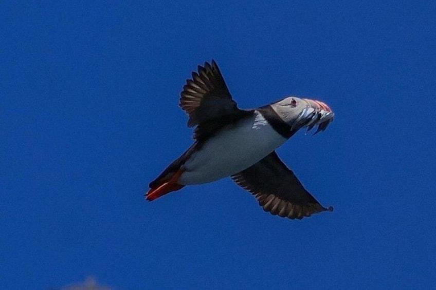 Puffin, sand eels 4