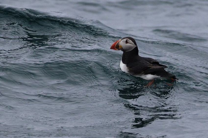 Puffin Inish na Bró 2