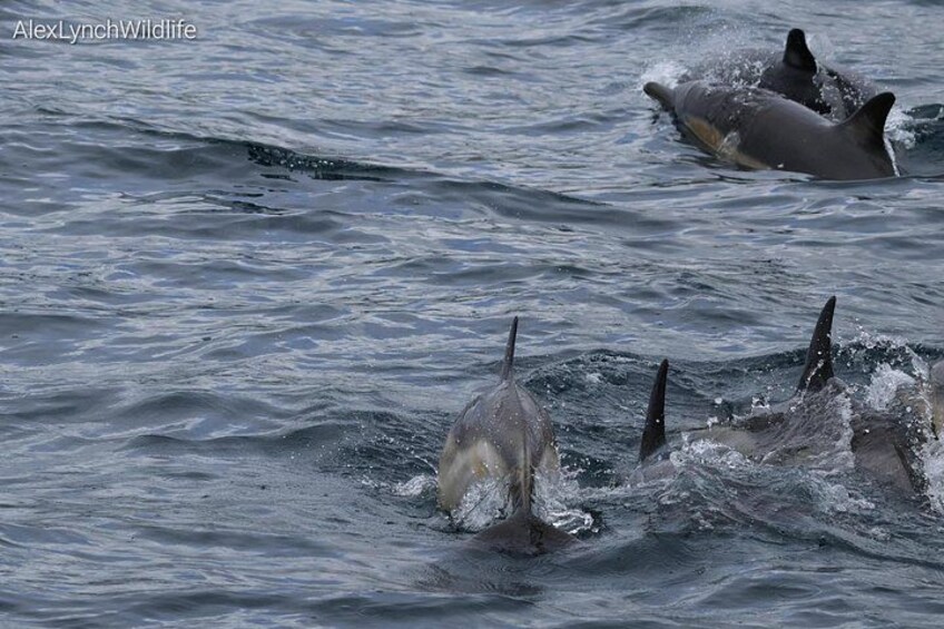 Un grupo de delfines nadando en el océano. 5