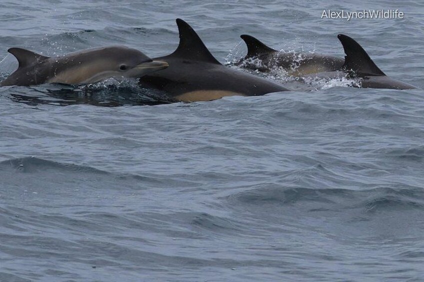 Tres delfines nadando en el océano. 4