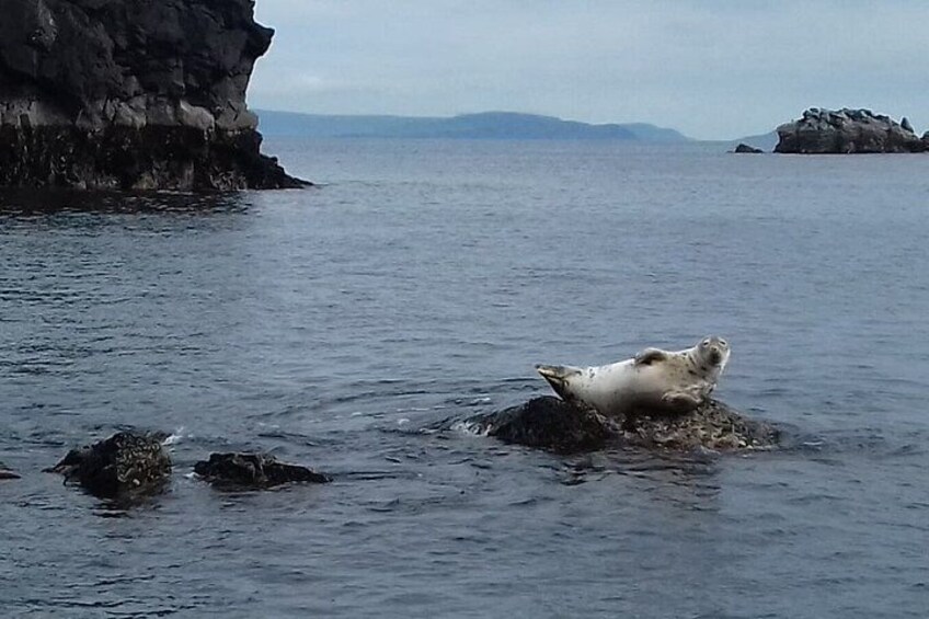 Dingle Boat Tours RIB Adventure Private 5