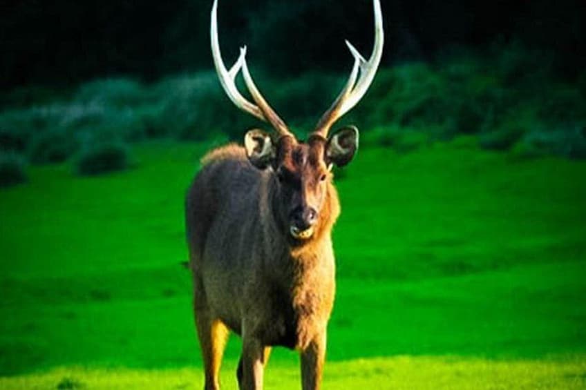 Un cerf aux grandes cornes se tient dans un champ verdoyant. 5