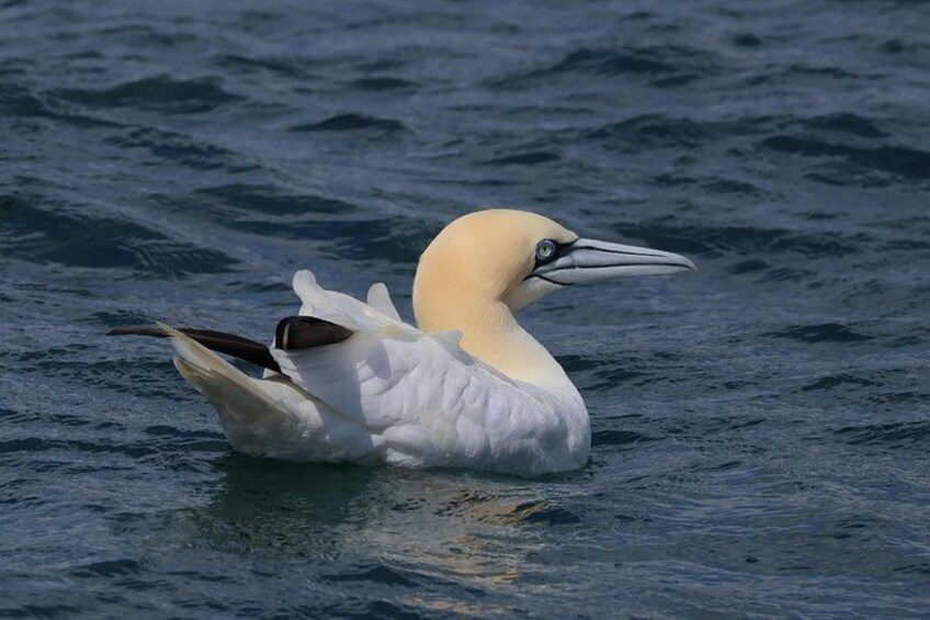 Gannet 3