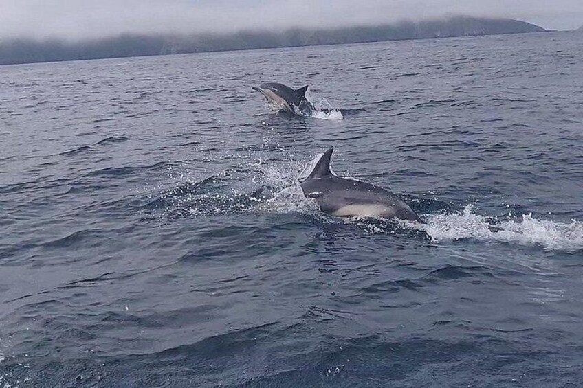 Common dolphins 3