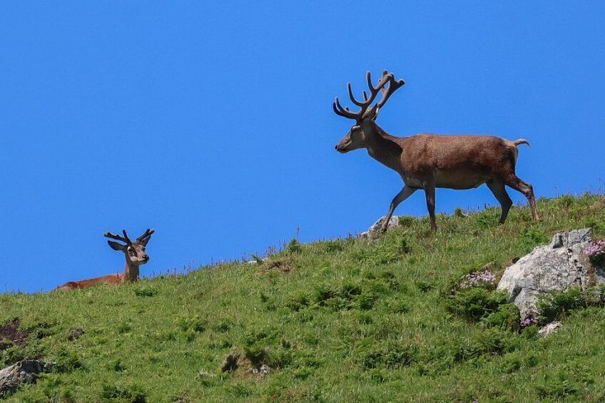 Deer on Inisvickilane 2