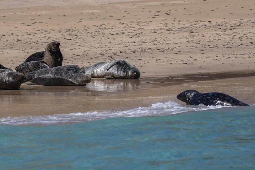 Seals Blasket island 4