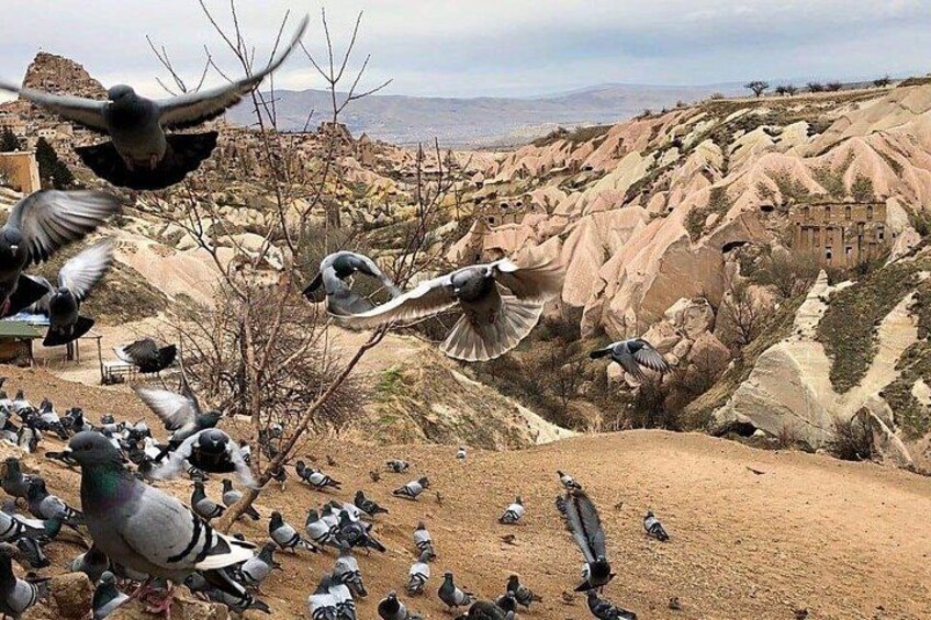 Un groupe de pigeons perché sur une colline rocheuse, avec un bâtiment en arrière-plan. 3
