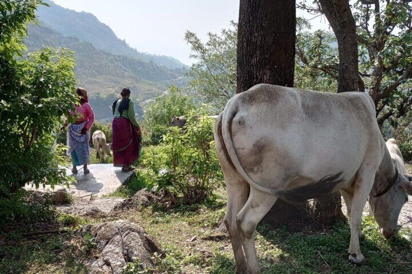 Barkot Village