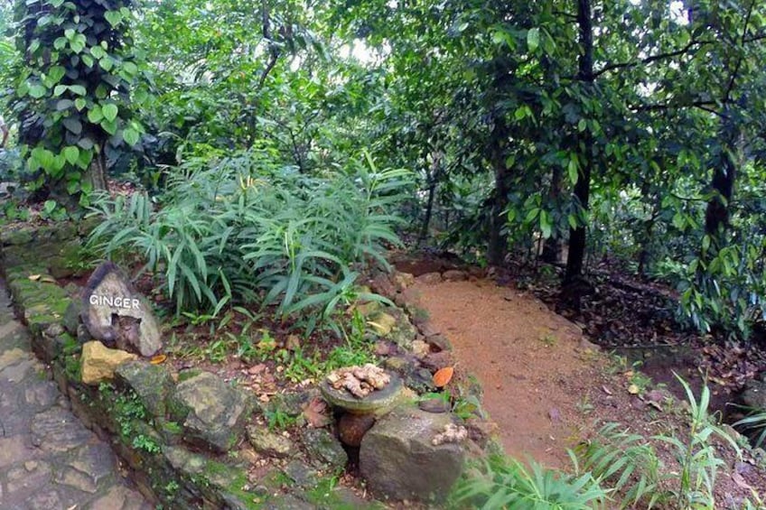 Nuwara Eliya Tour 2