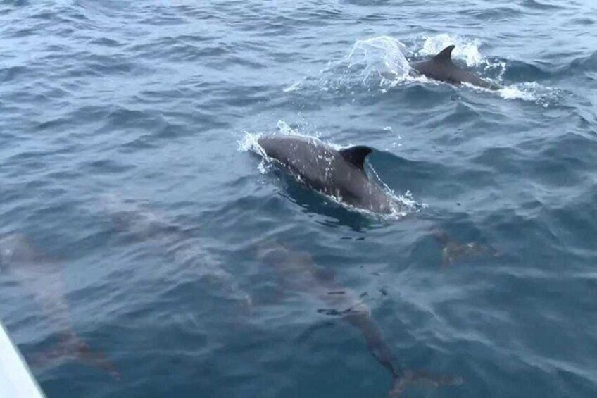 Whales and Dolphins Watching Mirissa 1