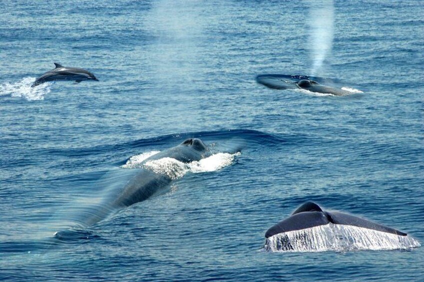 Whales and Dolphins Watching Mirissa 5