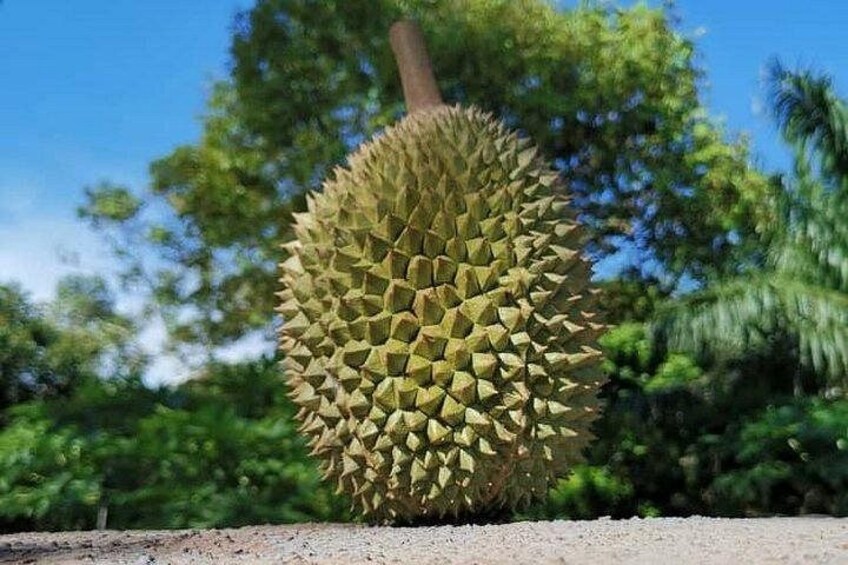A durian fruit with a spiky exterior, set against a backdrop of green foliage and a clear blue sky. 3