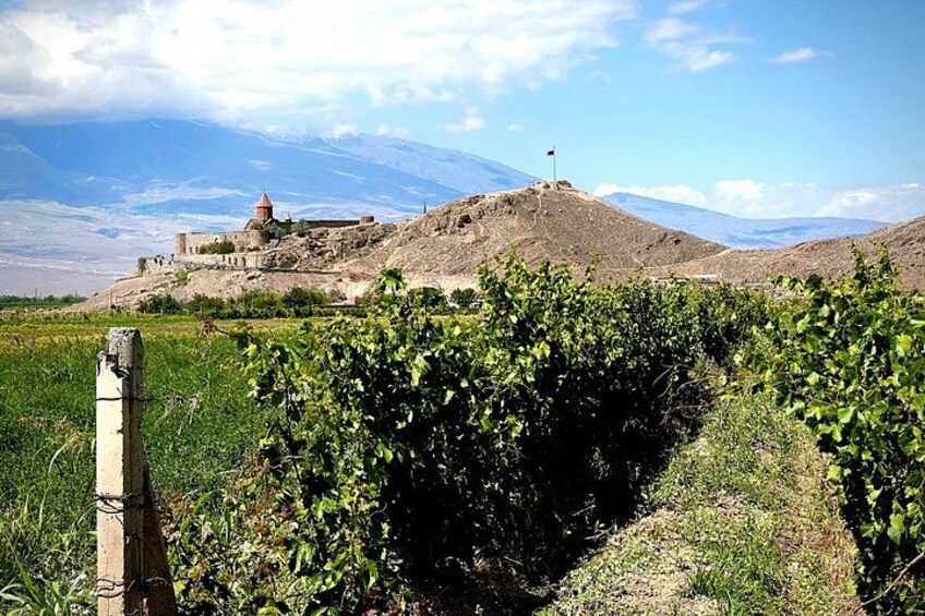 Un viñedo con hileras de vides, un muro de piedra y un edificio histórico en una colina al fondo. 1