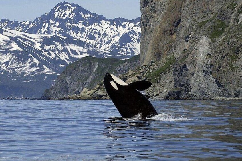 Una ballena rompiendo la superficie del agua con un paisaje montañoso de fondo. 3