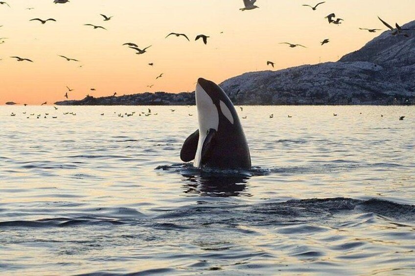 Una ballena rompiendo la superficie del agua, mostrando su cola, rodeada de aves y un atardecer. 1