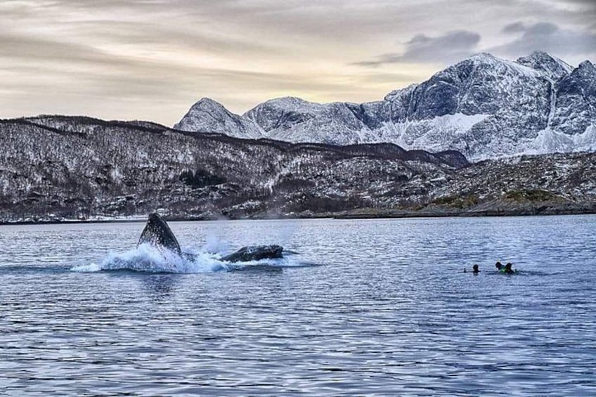 Una ballena emergiendo del agua, con montañas al fondo. 4