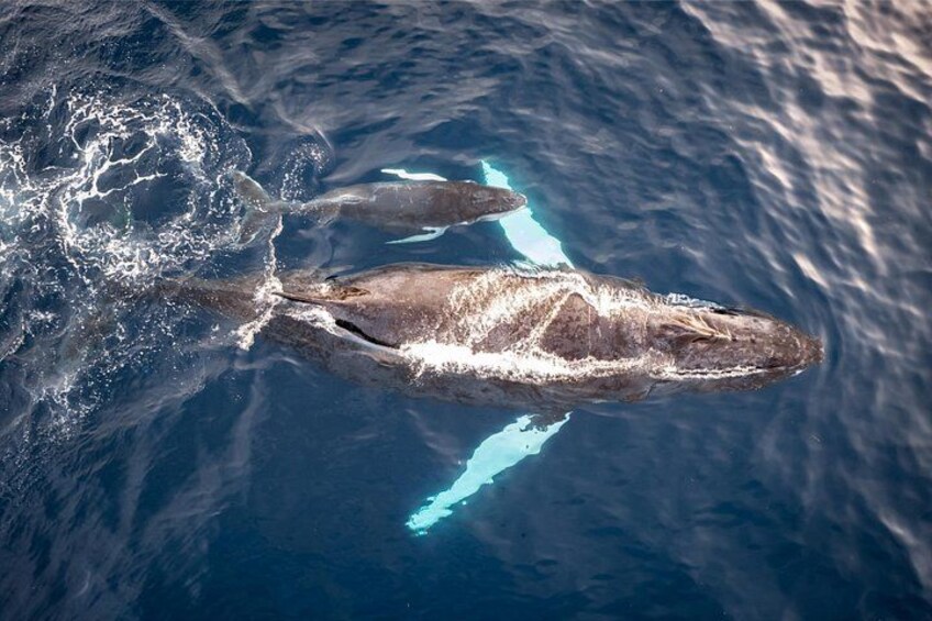 Una gran ballena nadando en el océano. 5