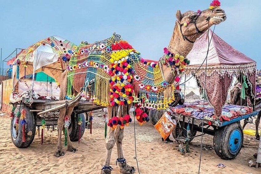 Camel in Pushkar 2