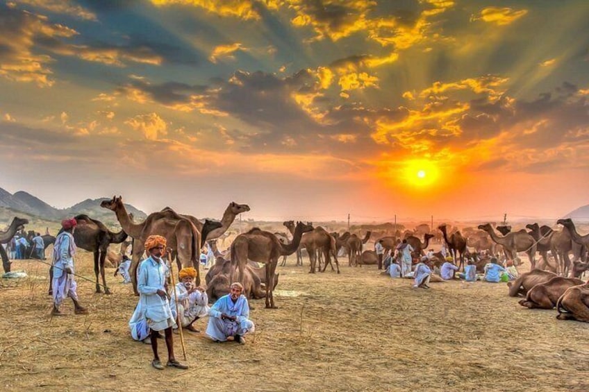 Pushkar camel fair 3