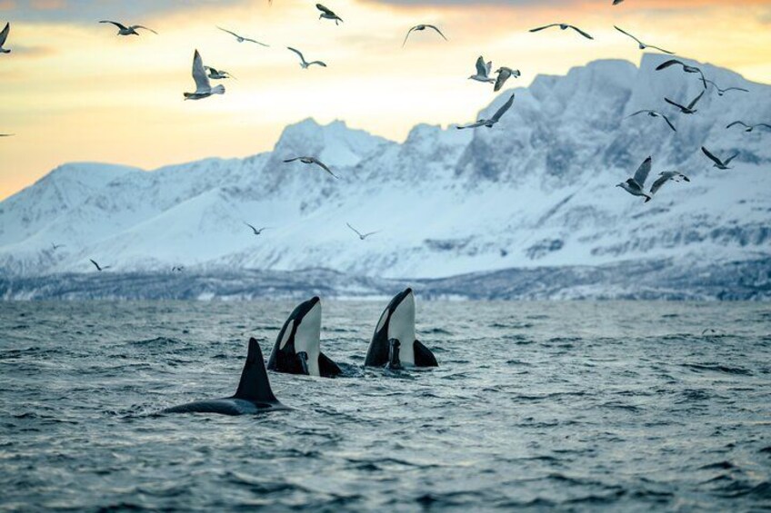 Orcas breaching in the ocean with a mountainous backdrop. 3