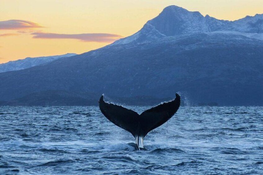 A whale tail above water with mountains in the background. 2