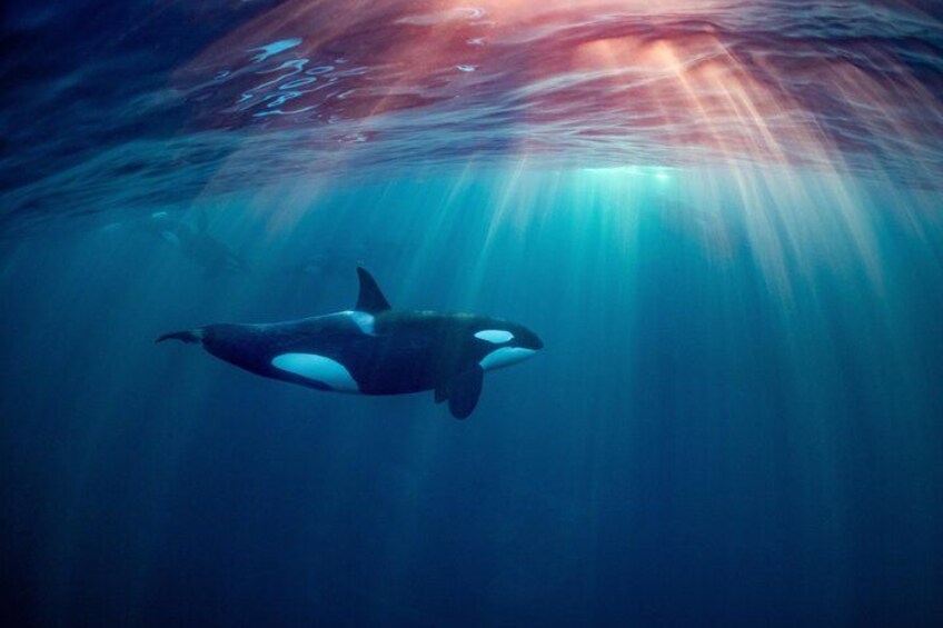 An orca swimming underwater with sunlight filtering through the water. 4