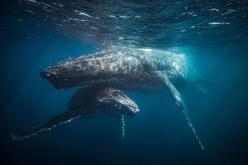A large whale swimming underwater. 1