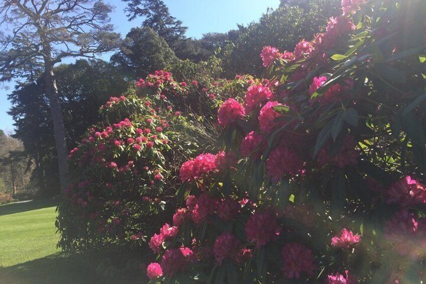 A garden with blooming pink flowers and green grass. 1