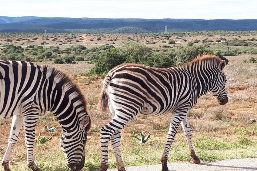 Zebra walking in Addo Park 1