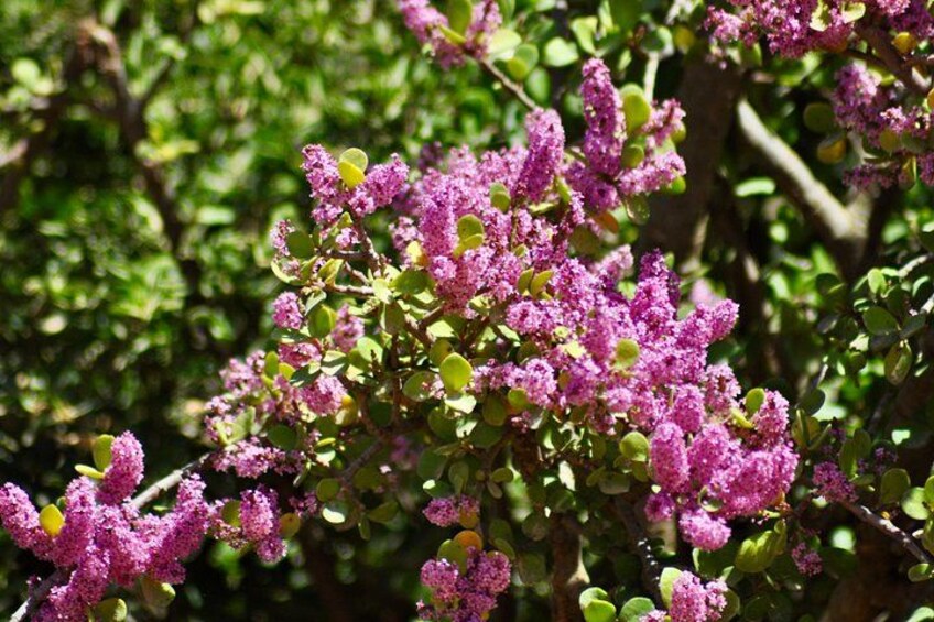 Flowers in bloom at the Addo Elephant National Park 3