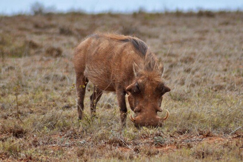 Male warthog eating in Addo Elephant National Park 5