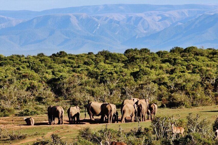 A large group of elephant as seen in Addo 