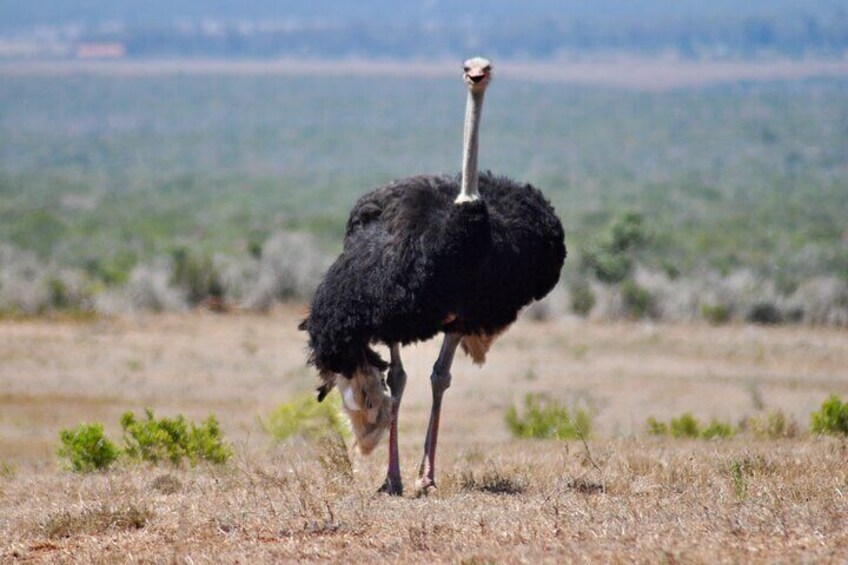 Ostrich male bird running in Addo Elephant National park 