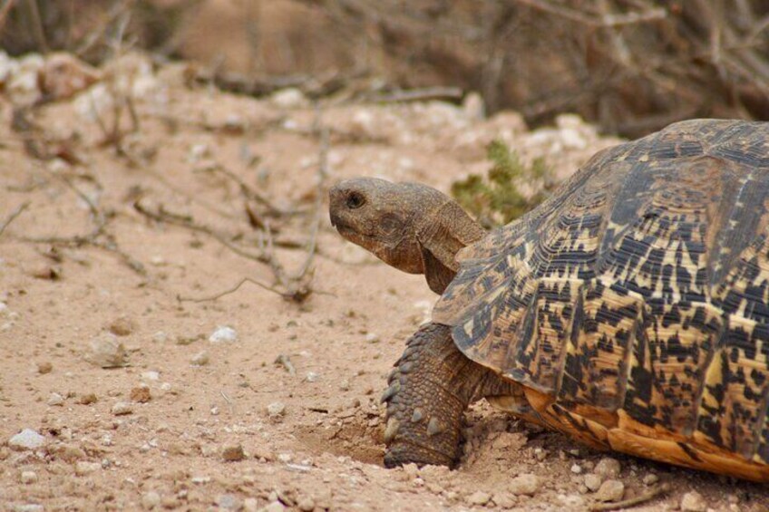 Leopard tortoise walking in sand in Addo Elephant Park 