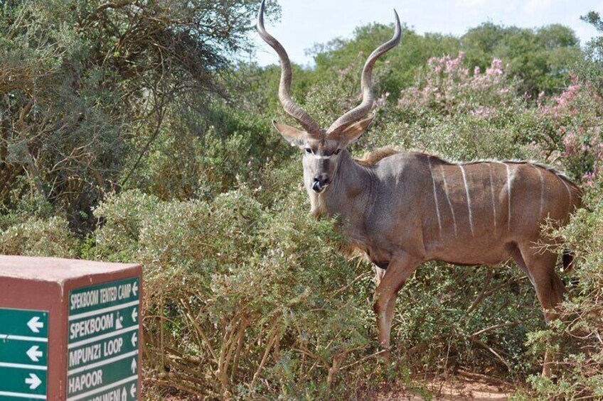 Greater kudu bull near a road sign in Addo National Park 