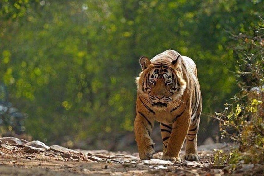 Ranthambhore Tiger Reserve 3