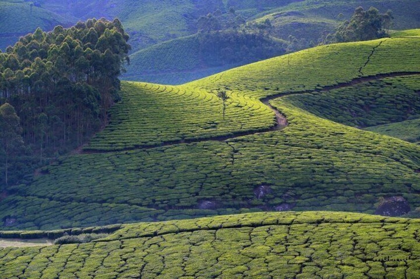 Terraced tea plantations on rolling hills. 3