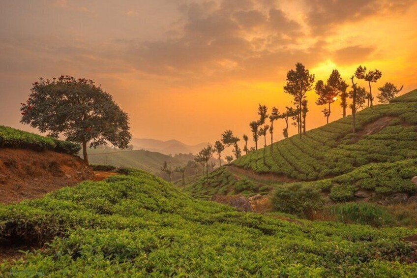 A hilly tea plantation with rows of tea bushes and a prominent tree on the left. 2