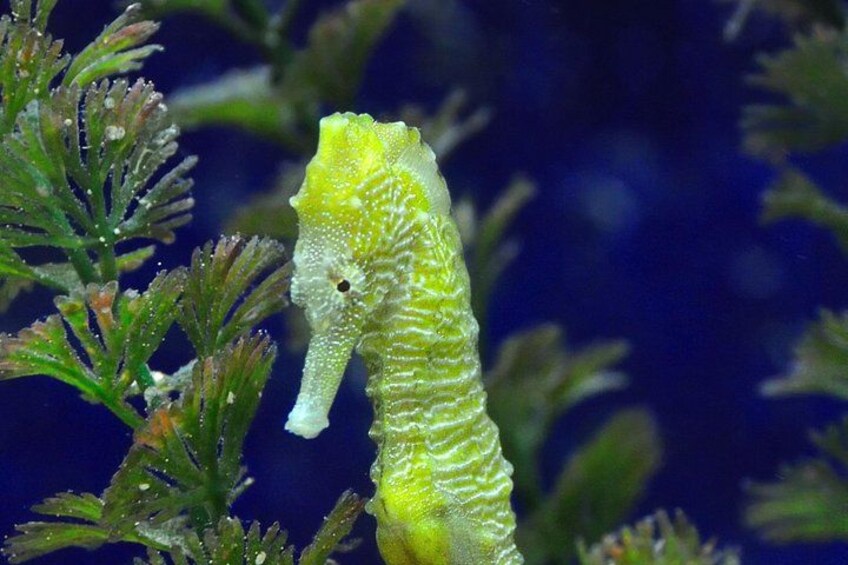 A green seahorse among seaweed. 4