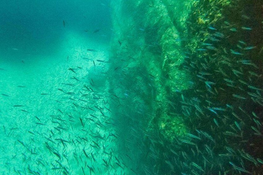 A school of fish swimming near a rocky underwater surface. 5