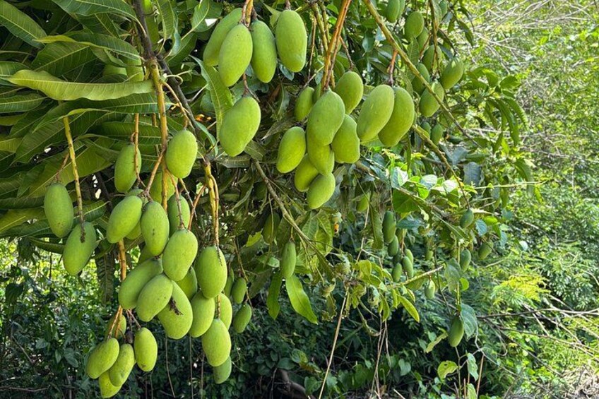 A mango tree with green mangoes hanging from the branches. 4