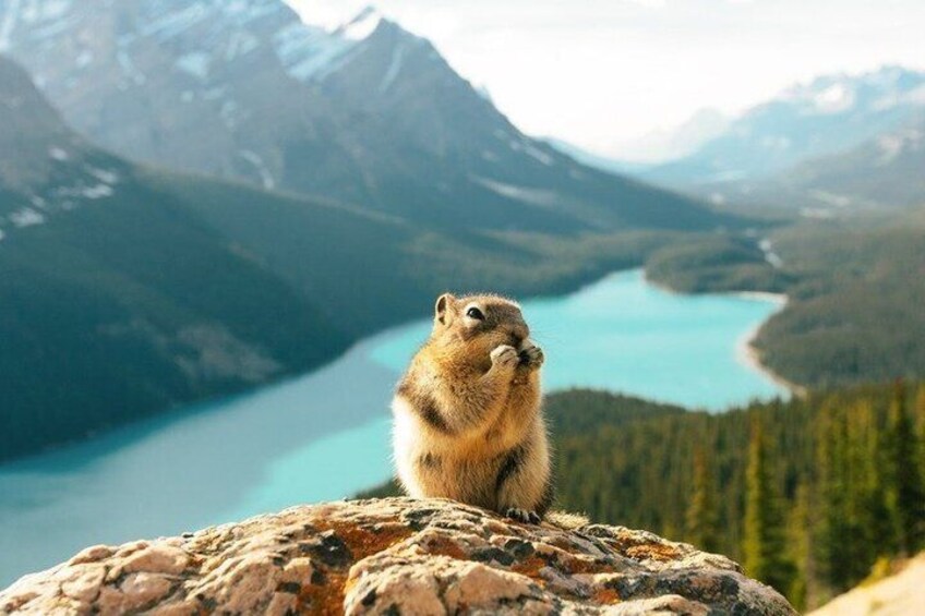 Ein Eichhörnchen auf einem Felsen vor einer Berglandschaft und einem See. 5