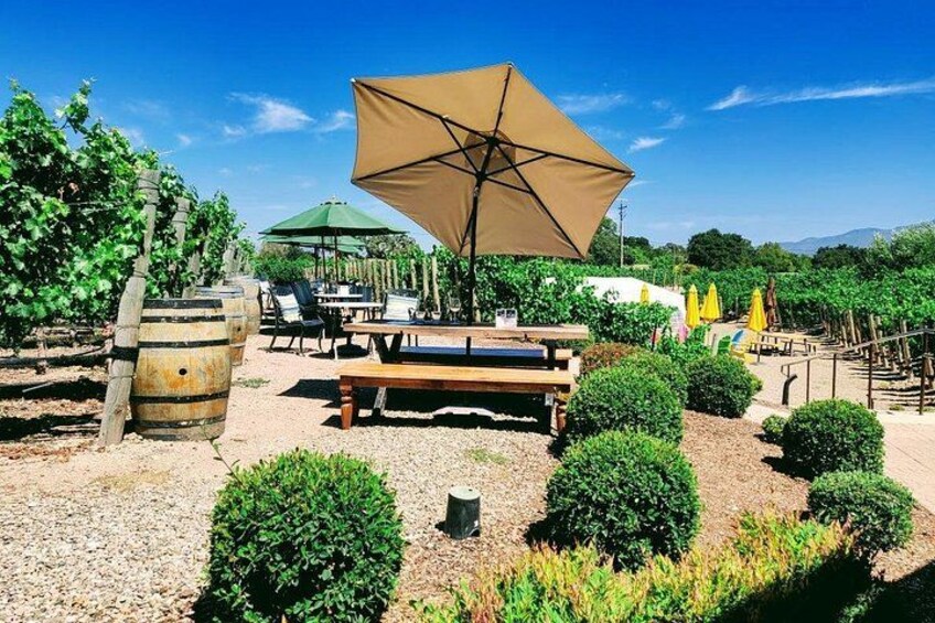 Un vignoble avec des rangées de vignes, un banc en bois et un grand parasol. 1