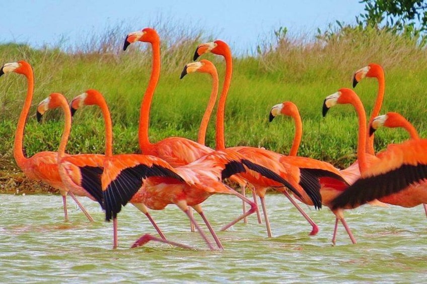 Las Coloradas 3